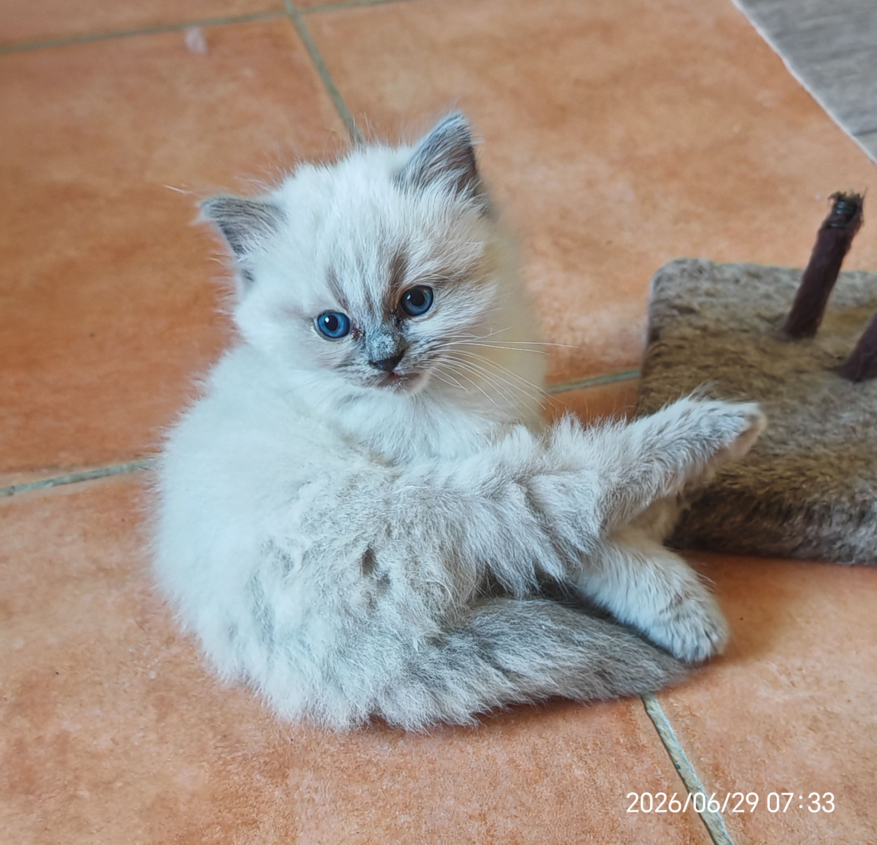 Bamba